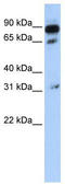 ATP Binding Cassette Subfamily D Member 4 antibody, TA332077, Origene, Western Blot image 
