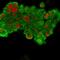 Keratin 19 antibody, GTX34649, GeneTex, Immunofluorescence image 