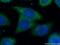 Small proline-rich protein 3 antibody, 11742-1-AP, Proteintech Group, Immunofluorescence image 