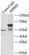NEDD8 Activating Enzyme E1 Subunit 1 antibody, FNab00514, FineTest, Immunoprecipitation image 