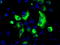 Lysyl Oxidase antibody, TA500865, Origene, Immunofluorescence image 