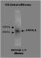 ERO1-like protein beta antibody, NBP2-50389, Novus Biologicals, Western Blot image 