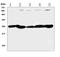 Placenta growth factor antibody, A01164-1, Boster Biological Technology, Western Blot image 