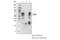 Bridging Integrator 1 antibody, 51844S, Cell Signaling Technology, Immunoprecipitation image 