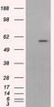 Cytochrome P450 Family 1 Subfamily A Member 2 antibody, M00598-1, Boster Biological Technology, Western Blot image 