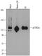 BCAR1 Scaffold Protein, Cas Family Member antibody, MAB5730, R&D Systems, Western Blot image 