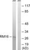Mitochondrial Ribosomal Protein L16 antibody, LS-C119625, Lifespan Biosciences, Western Blot image 