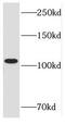 pRb antibody, FNab07142, FineTest, Western Blot image 