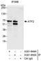 CREB2 antibody, A301-649A, Bethyl Labs, Immunoprecipitation image 