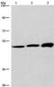 von Willebrand factor A domain-containing protein 5A antibody, PA5-50363, Invitrogen Antibodies, Western Blot image 