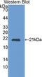 Cathepsin L antibody, LS-C690556, Lifespan Biosciences, Western Blot image 