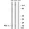 Ribosomal Protein L15 antibody, PA5-49954, Invitrogen Antibodies, Western Blot image 