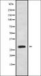 Origin Recognition Complex Subunit 6 antibody, orb337883, Biorbyt, Western Blot image 