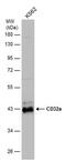 Low affinity immunoglobulin gamma Fc region receptor II antibody, PA5-77978, Invitrogen Antibodies, Western Blot image 