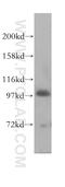 HECT Domain E3 Ubiquitin Protein Ligase 3 antibody, 11487-1-AP, Proteintech Group, Western Blot image 