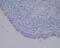 Uroplakin 3A antibody, M06534-1, Boster Biological Technology, Immunohistochemistry frozen image 