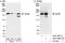 DDB1 And CUL4 Associated Factor 1 antibody, A301-888A, Bethyl Labs, Western Blot image 