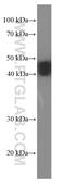 Enolase 2 antibody, 66150-1-Ig, Proteintech Group, Western Blot image 