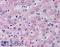 Glucagon receptor antibody, LS-A838, Lifespan Biosciences, Immunohistochemistry paraffin image 