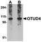 OTU Deubiquitinase 4 antibody, TA306742, Origene, Western Blot image 
