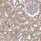 VAC14 Component Of PIKFYVE Complex antibody, NBP1-89002, Novus Biologicals, Immunohistochemistry paraffin image 