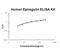 Epiregulin antibody, EK1394, Boster Biological Technology, Enzyme Linked Immunosorbent Assay image 