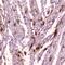 Natriuretic Peptide A antibody, A01318-1, Boster Biological Technology, Immunohistochemistry frozen image 