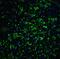 MON1 Homolog B, Secretory Trafficking Associated antibody, A10606, Boster Biological Technology, Immunofluorescence image 