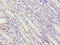 Zonulin antibody, A55503-100, Epigentek, Immunohistochemistry paraffin image 