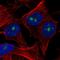 SPANX Family Member N3 antibody, HPA045652, Atlas Antibodies, Immunofluorescence image 