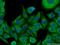 Keratin 4 antibody, 16572-1-AP, Proteintech Group, Immunofluorescence image 