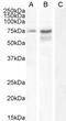 DISC1 Scaffold Protein antibody, 45-481, ProSci, Western Blot image 