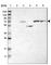 Guanylate Cyclase 1 Soluble Subunit Beta 1 antibody, HPA020870, Atlas Antibodies, Western Blot image 