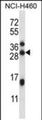 UPF0563 protein C17orf95 homolog antibody, PA5-71814, Invitrogen Antibodies, Western Blot image 