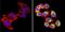VRK Serine/Threonine Kinase 1 antibody, GTX79470, GeneTex, Immunofluorescence image 