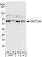 G-Patch Domain Containing 4 antibody, A303-405A, Bethyl Labs, Western Blot image 
