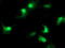 Signal Transducer And Activator Of Transcription 4 antibody, TA502969, Origene, Immunofluorescence image 