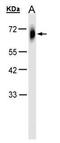 Tripartite Motif Containing 23 antibody, TA308676, Origene, Western Blot image 