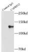 CAPRIN2 antibody, FNab01252, FineTest, Immunoprecipitation image 