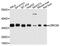 Leucine Rich Repeat Containing 59 antibody, A09874, Boster Biological Technology, Western Blot image 