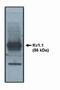 Potassium Voltage-Gated Channel Subfamily A Member 1 antibody, PA1-12652, Invitrogen Antibodies, Western Blot image 