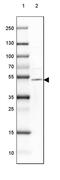 Protein tweety homolog 1 antibody, PA5-62229, Invitrogen Antibodies, Western Blot image 