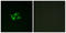 Endothelin Receptor Type A antibody, LS-C120584, Lifespan Biosciences, Immunofluorescence image 