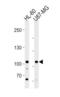 MORC Family CW-Type Zinc Finger 3 antibody, orb376228, Biorbyt, Western Blot image 