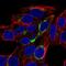 Fatty Acid Binding Protein 3 antibody, HPA055754, Atlas Antibodies, Immunofluorescence image 