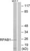 DNA-directed RNA polymerases I, II, and III subunit RPABC1 antibody, LS-C119922, Lifespan Biosciences, Western Blot image 