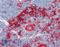 Gelsolin antibody, LS-B11109, Lifespan Biosciences, Immunohistochemistry frozen image 