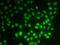 Small nuclear ribonucleoprotein Sm D1 antibody, GTX66830, GeneTex, Immunofluorescence image 