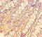 Zinc Finger And BTB Domain Containing 46 antibody, CSB-PA803124HA01HU, Cusabio, Immunohistochemistry frozen image 