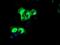 Receptor expression-enhancing protein 2 antibody, MA5-25879, Invitrogen Antibodies, Immunocytochemistry image 